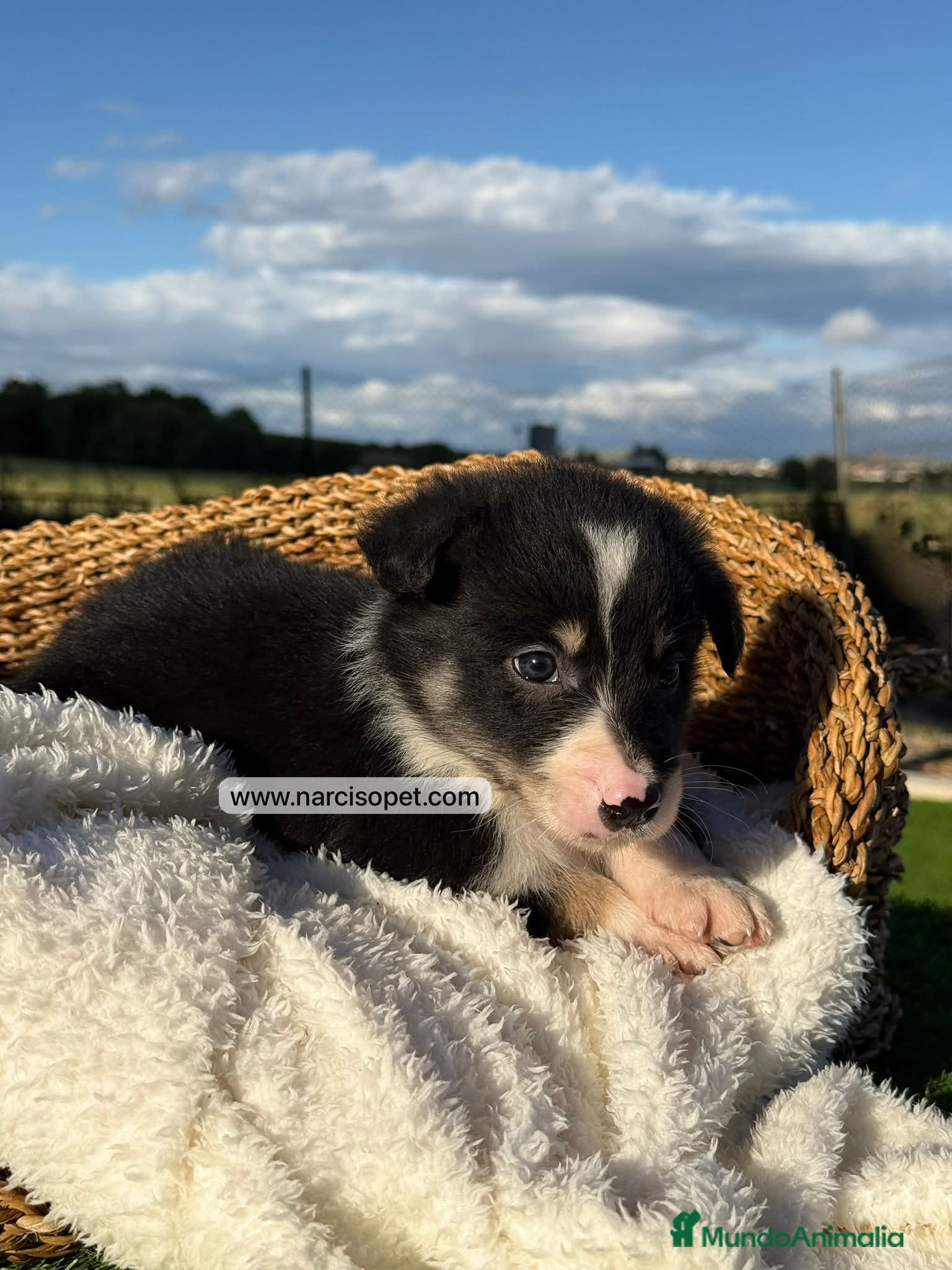 Border Collie perros en venta: BORDER COLLIE TRICOLOR - Anuncio 2