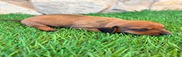 Teckel Miniatura perros en venta: Teckel miniatura rojizo - Anuncio 14