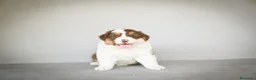 Pastor Australiano perros en venta: Cachorros Pastor Australiano - Anuncio 21