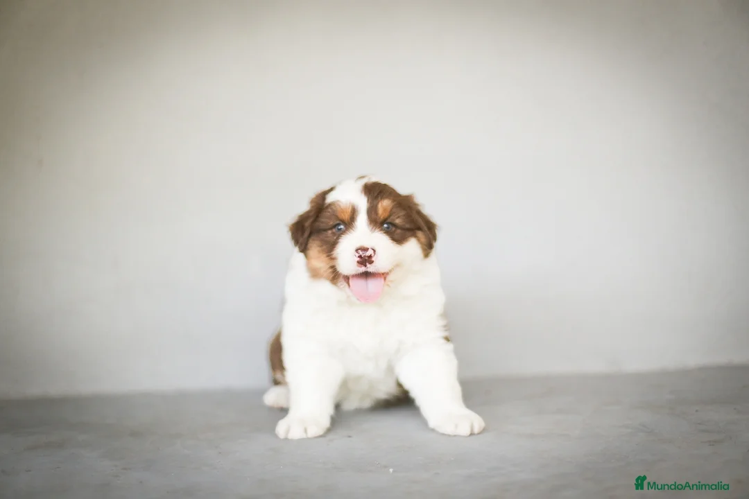 Pastor Australiano perros en venta: Cachorros Pastor Australiano - Anuncio 21