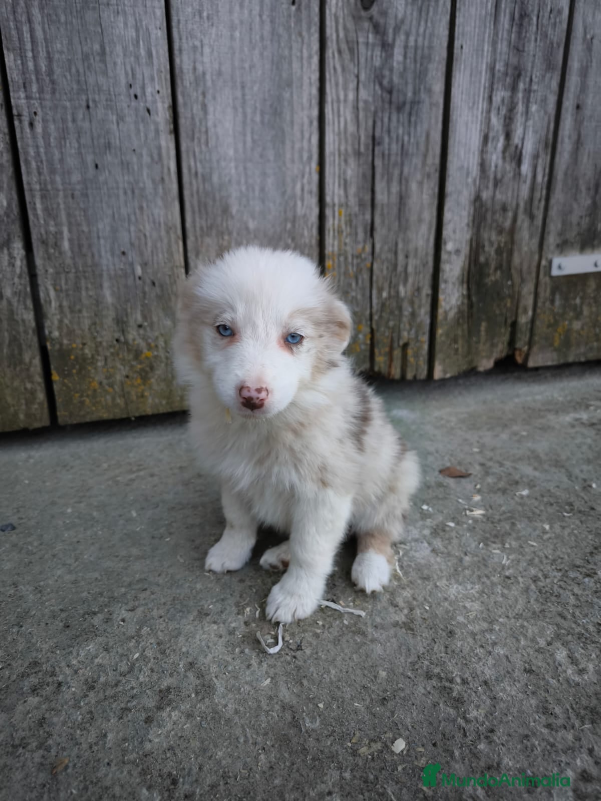 Border Collie perros Cachorros border collie varios colores! - Anuncio 4