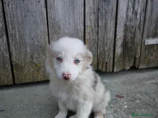 Border Collie perros Cachorros border collie varios colores! - Anuncio 4