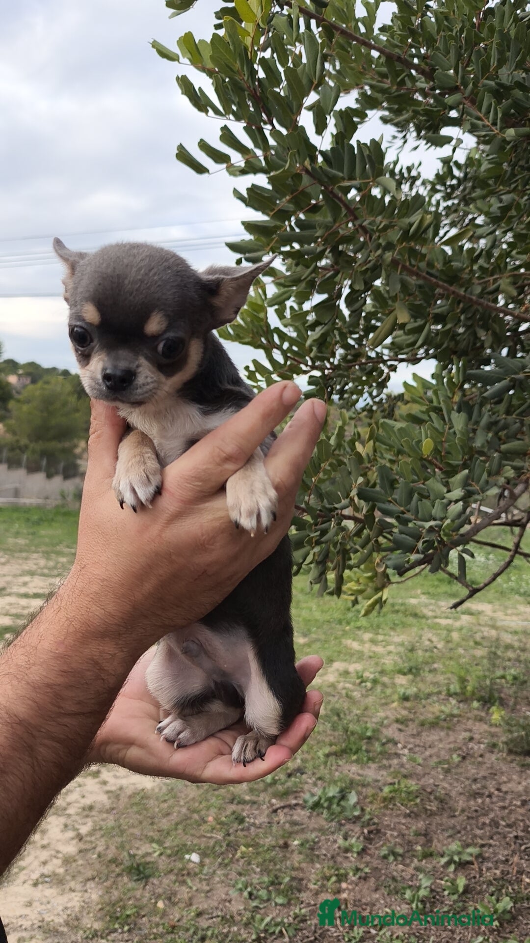 Chihuahua perros en venta: Chihuahua blue 🍎 Macho - Anuncio 2