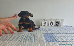 Pinscher Miniatura perros en venta: Pinscher mini - Imagen 3