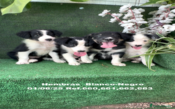 Border Collie perros en venta: BORDER COLLIE hembras - Imagen 6