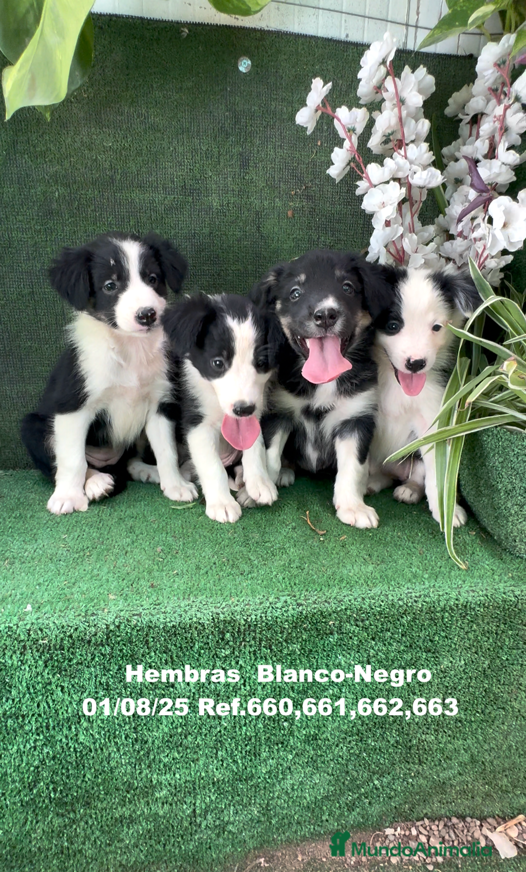 Border Collie perros en venta: BORDER COLLIE hembras - Imagen 6