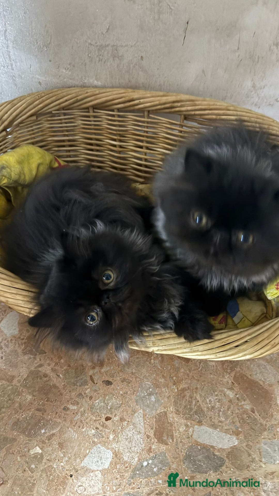 Persa gatos en venta: Gc ch  ich - Anuncio 3