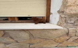 Caniche Toy perros en venta: Caniche Toy rojo  - Imagen 3