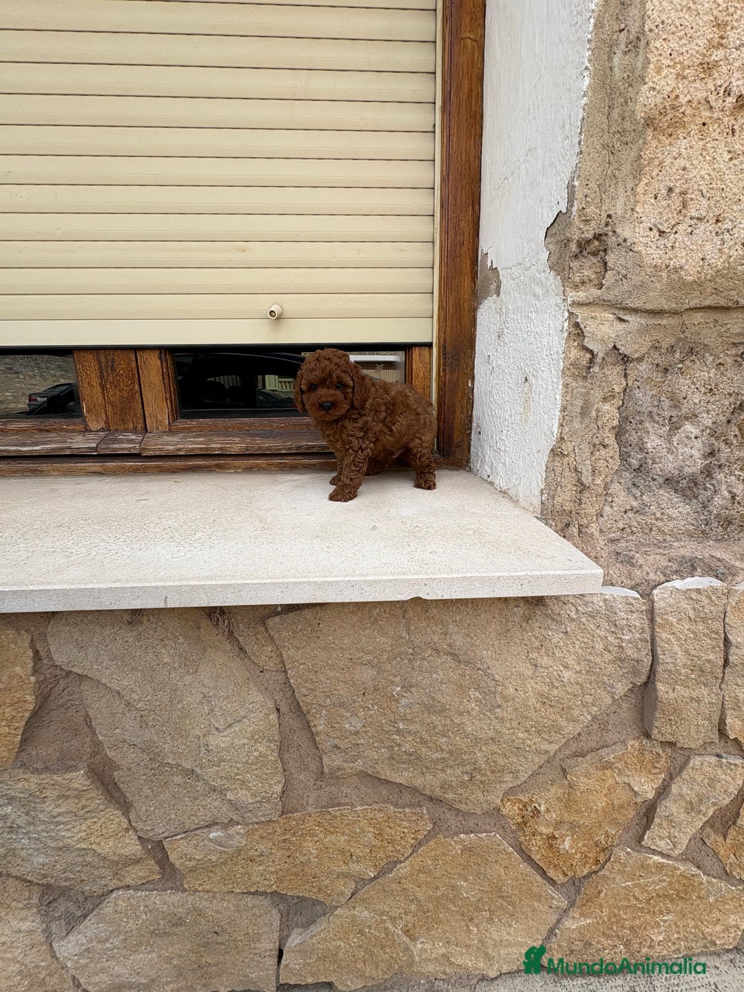 Caniche Toy perros en venta: Caniche Toy rojo  - Imagen 3