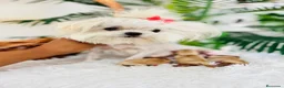 Maltipoo perros en venta: MALTIPOO TOY - Anuncio 10