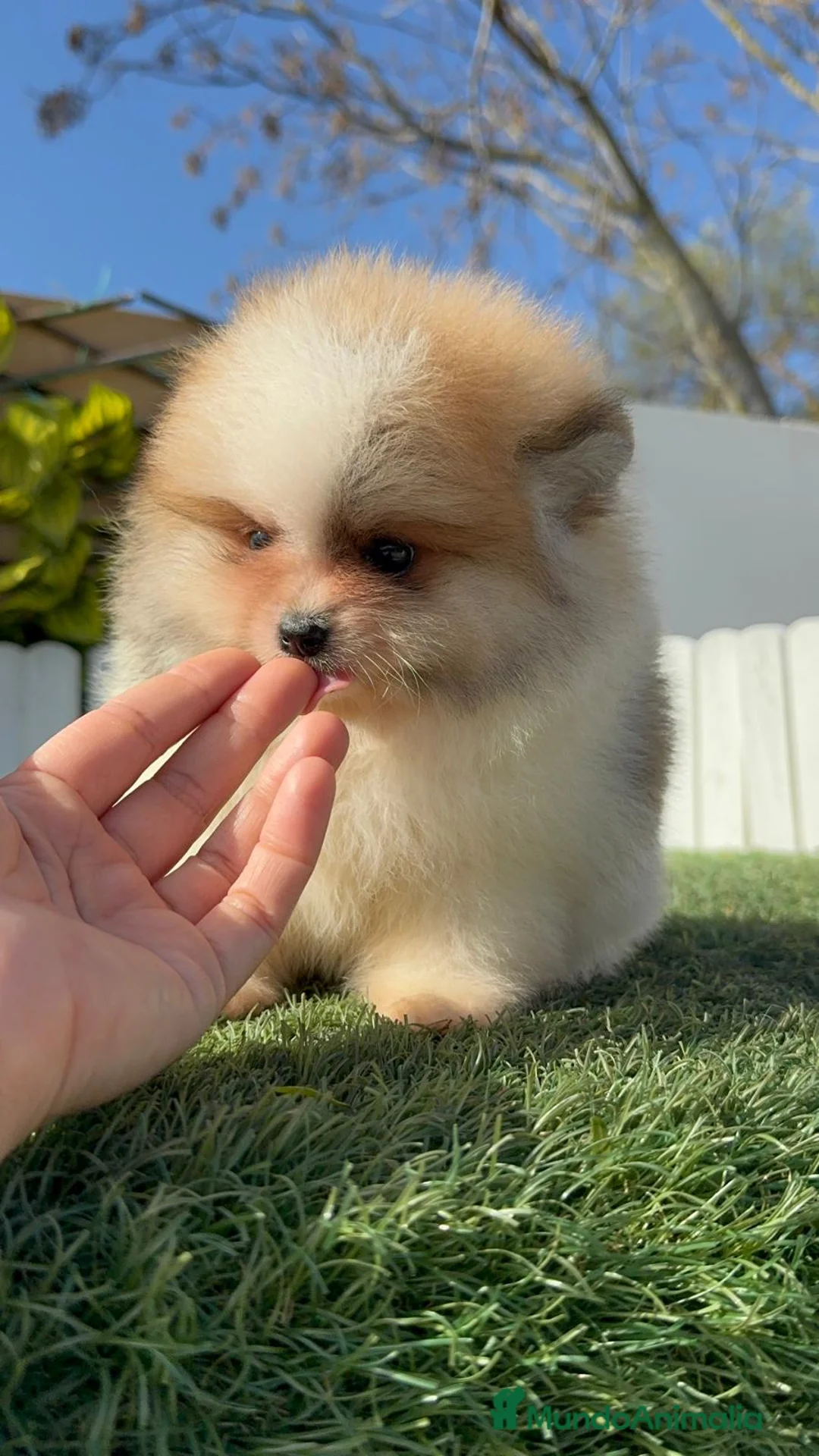 Pomerania perros en venta: POMERANIA MACHO - Anuncio 10
