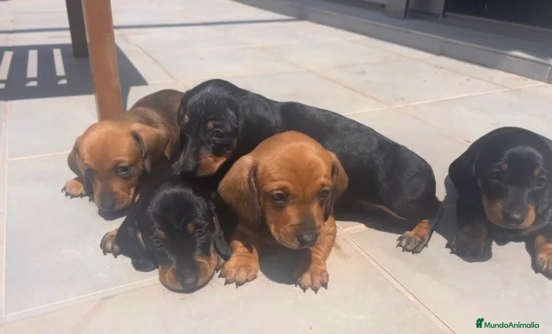 Teckel perros en venta: Magníficos Teckel miniatura 601144783 en Valencia - Anuncio 2