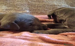 Dogo Alemán perros en venta: Dogo Alemán Azul - Imagen 7