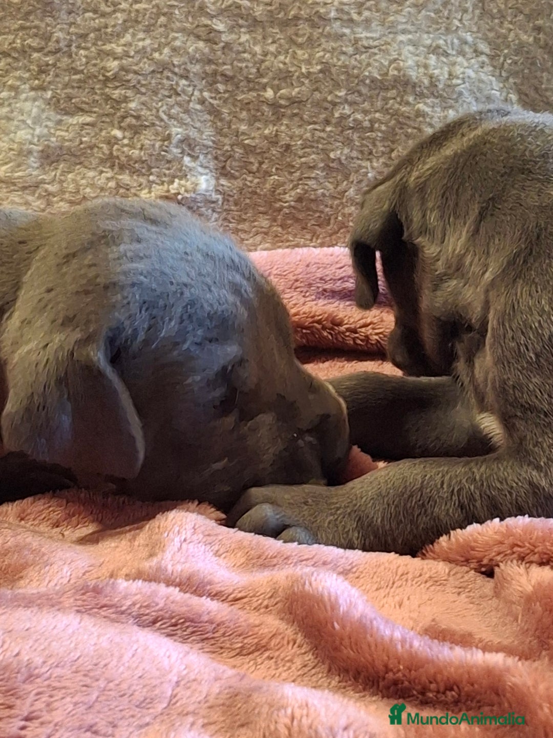 Dogo Alemán perros en venta: Dogo Alemán Azul - Imagen 7