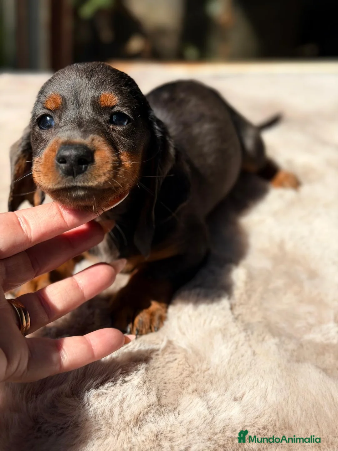 Teckel Miniatura perros en venta: TECKEL MINIATURA  - Anuncio 11