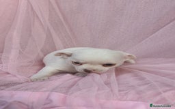 Chihuahua perros en venta: Chihuahua Blanco 🤍  - Anuncio 3