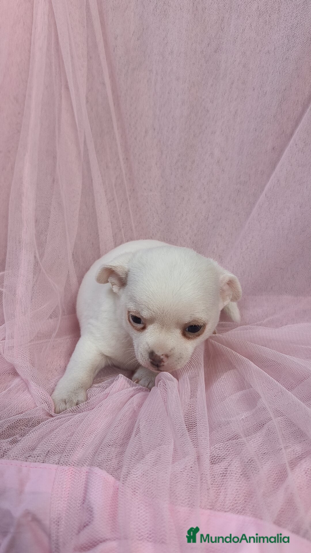 Chihuahua perros en venta: Chihuahua Blanco 🤍  - Anuncio 3