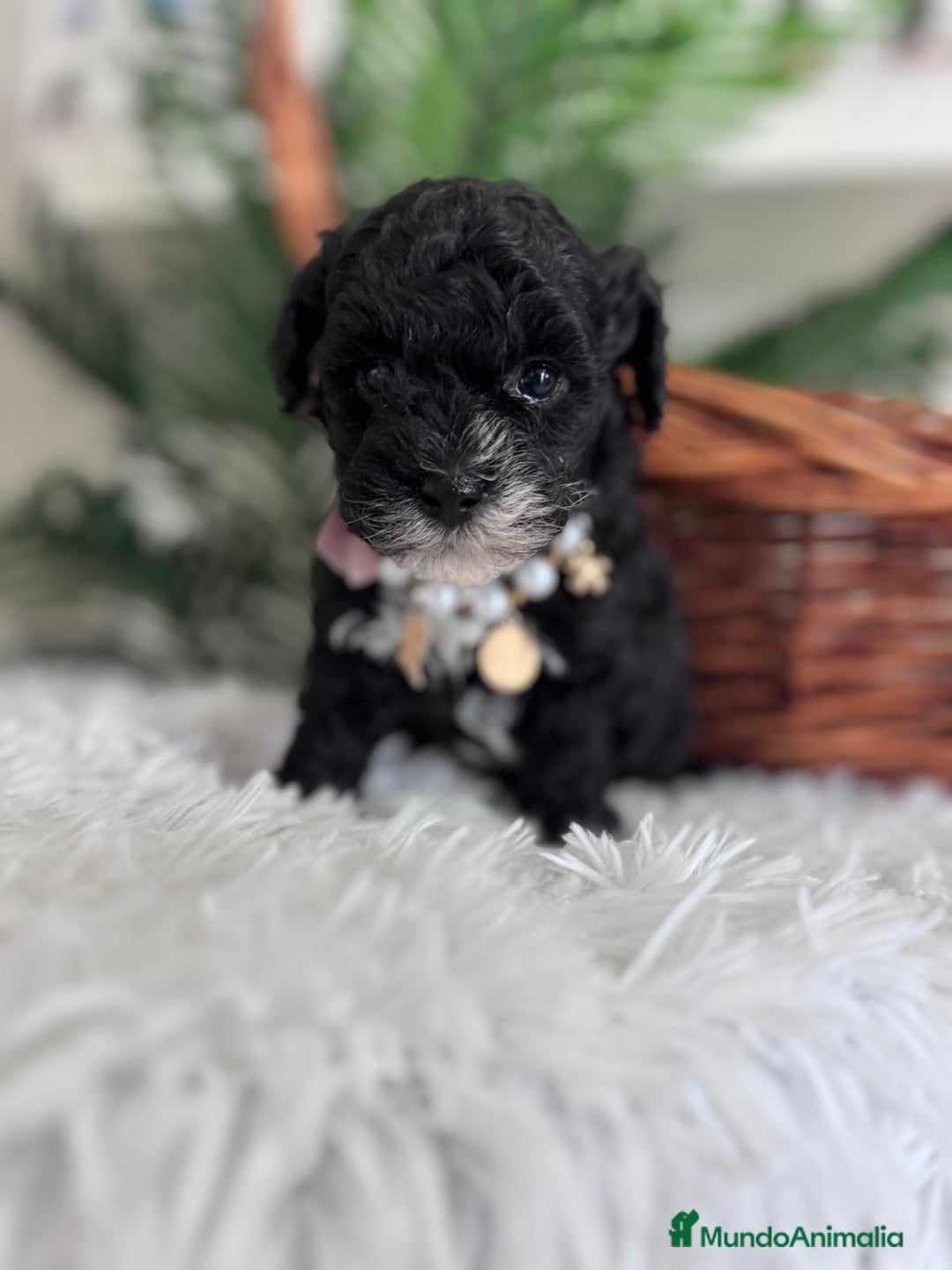 Caniche Toy perros en venta: CANICHE TOY - Anuncio 9