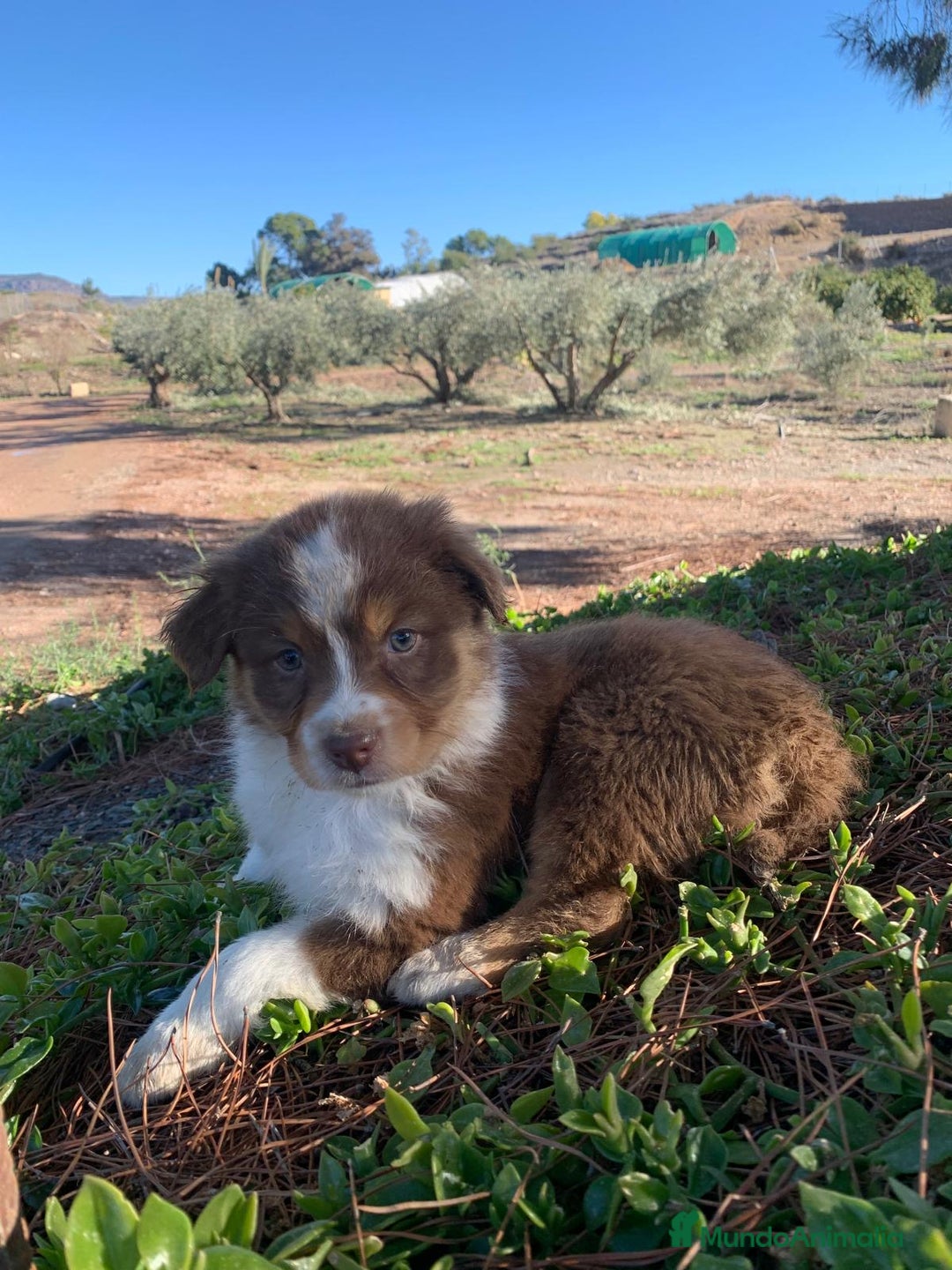 Pastor Australiano perros en venta: Cachorro PASTOR AUSTRALIANO  - Anuncio 6