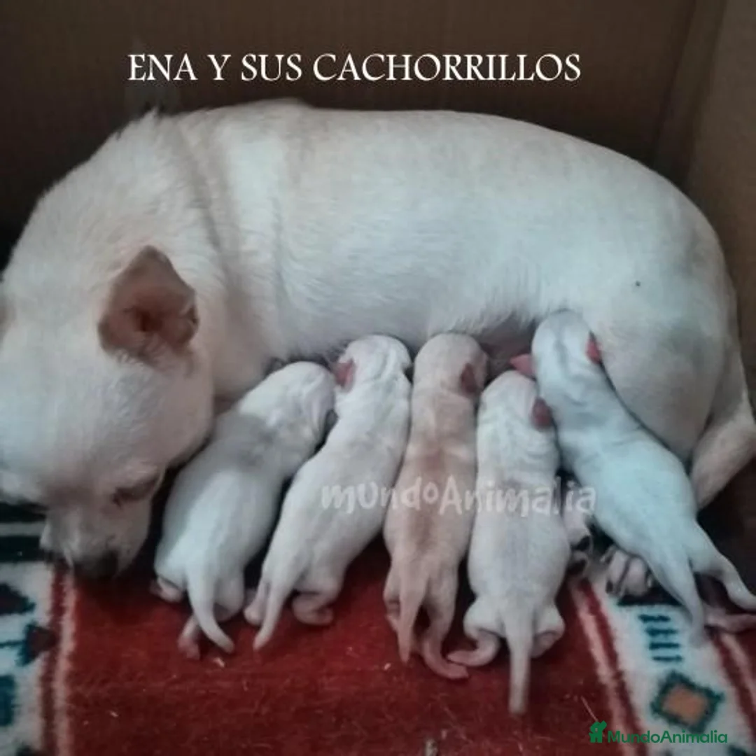 Imagen de galería {{count}}