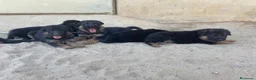 Pastor Alemán perros en venta: CACHORROS DE PASTOR ALEMAN - Anuncio 4
