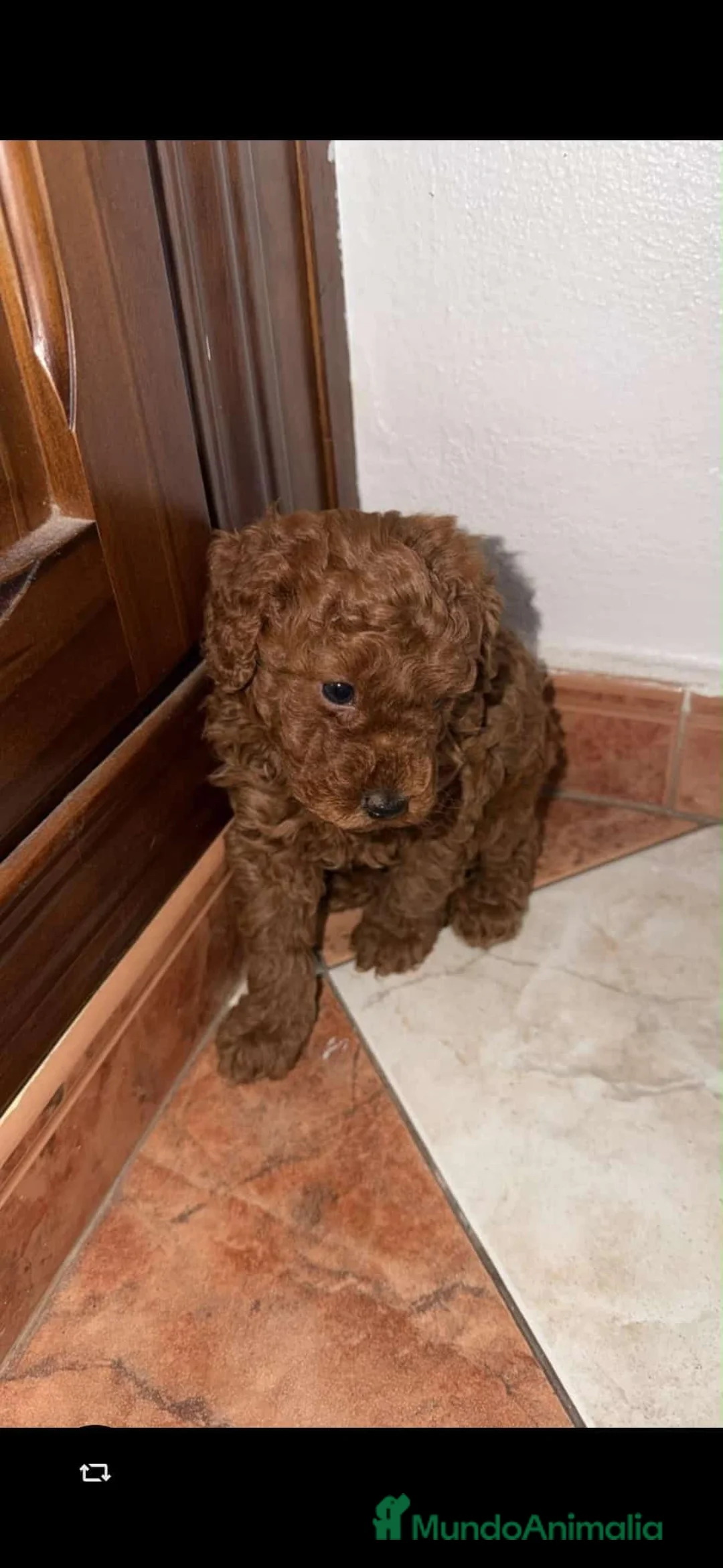 Caniche Toy perros en venta: Caniche toy - Anuncio 7
