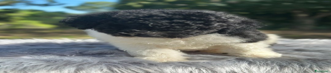 Perro de Agua Español Cachorro 2