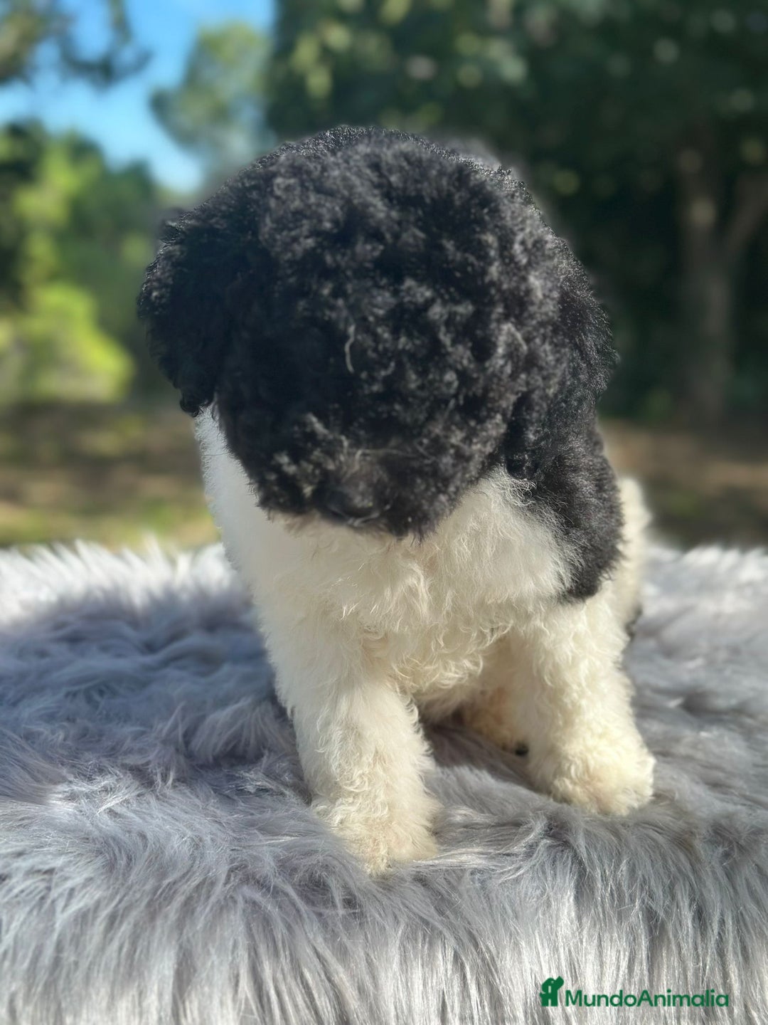 Perro de Agua Español perros en venta: Perro de aguas español - Imagen 3