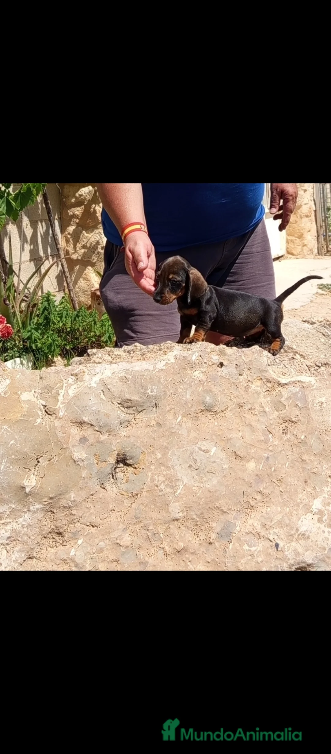 Teckel Miniatura perros en venta: Preciosos cachorros teckel miniatura  - Anuncio 4