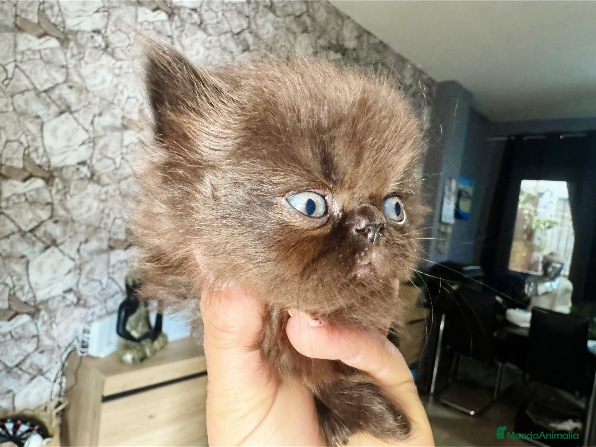 Persa gatos Persa chocolate hembra y macho  - Anuncio 2