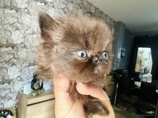 Persa gatos Persa chocolate hembra y macho - Anuncio 2