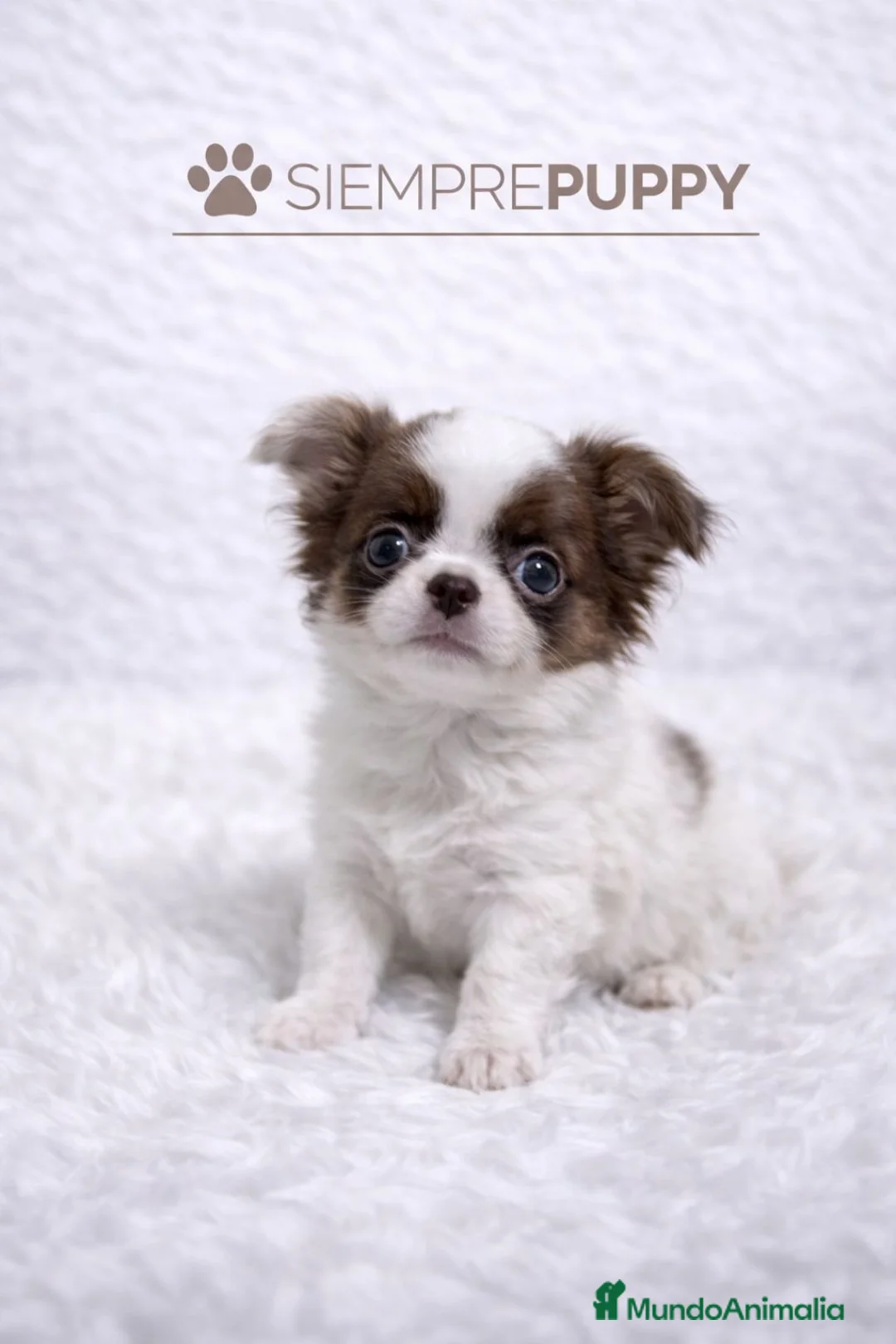 Chihuahua perros en venta: CHIHUAHUA TOY PELO LARGO CHOCOLATE Y BLANCO - Anuncio 1