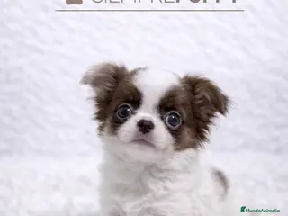 Chihuahua perros CHIHUAHUA TOY PELO LARGO CHOCOLATE Y BLANCO - Anuncio 1