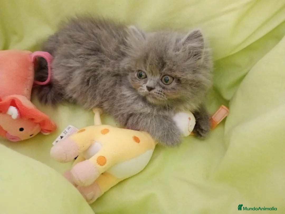 Persa gatos en venta: Gatitos persa himalayo  - Anuncio 2