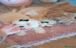 Maltipoo perros en venta: Maltipoo  - Imagen 6