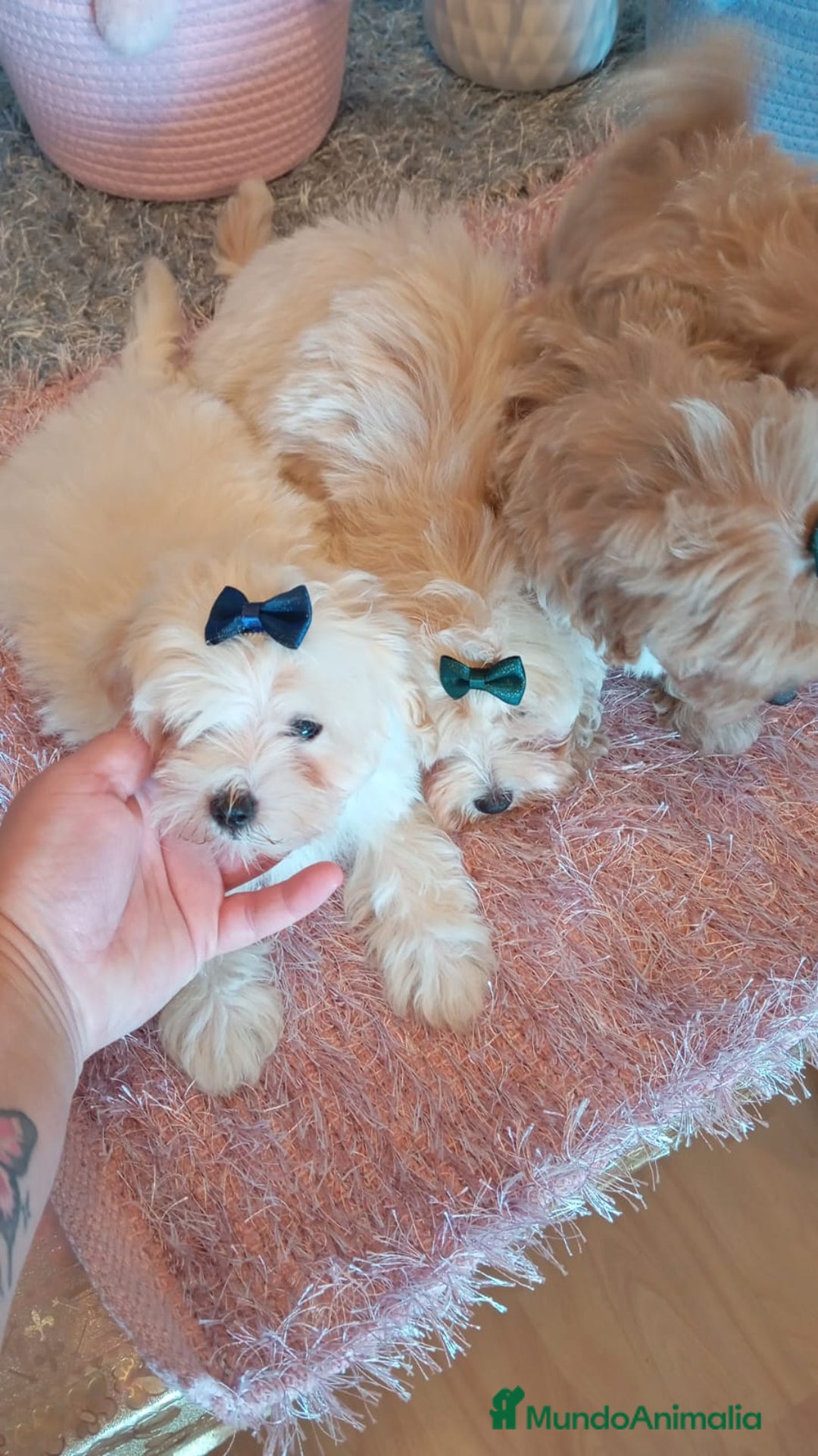 Maltipoo perros en venta: Maltipoo  - Imagen 6