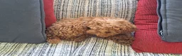 Caniche Toy perros en venta: Canichito toy  - Anuncio 8