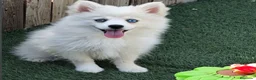 Pomsky perros en venta: Pomsky minis - Anuncio 3