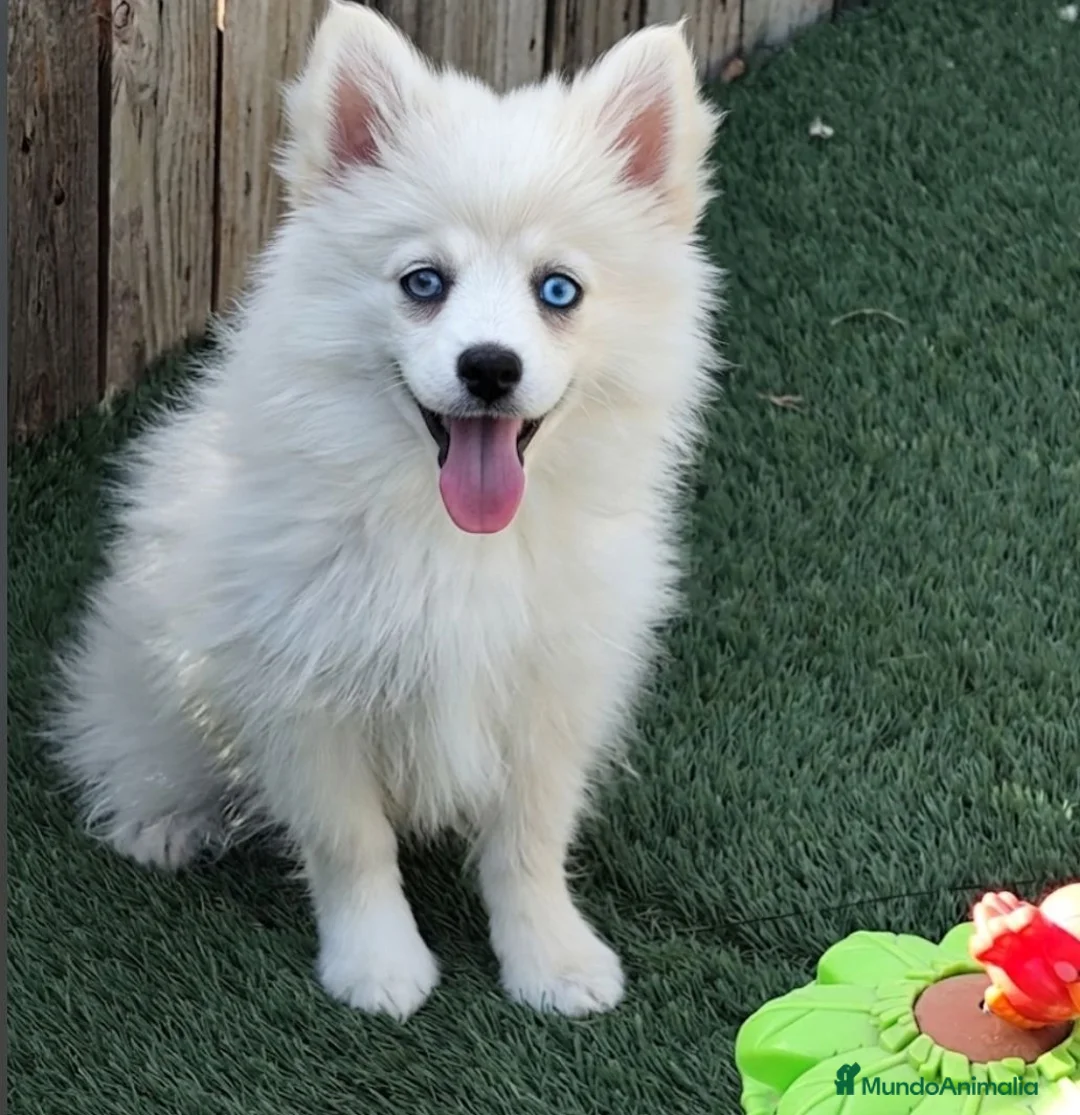 Pomsky perros en venta: Pomsky minis - Anuncio 3