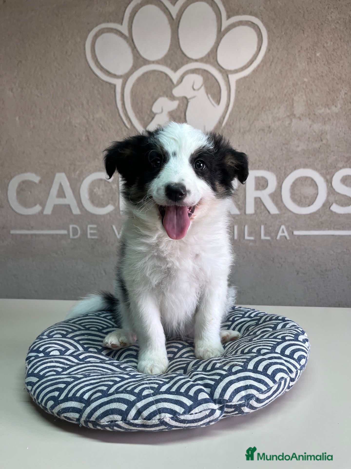 Border Collie perros Border collie  - Anuncio 35