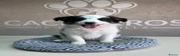 Border Collie perros en venta: Border collie  - Anuncio 1