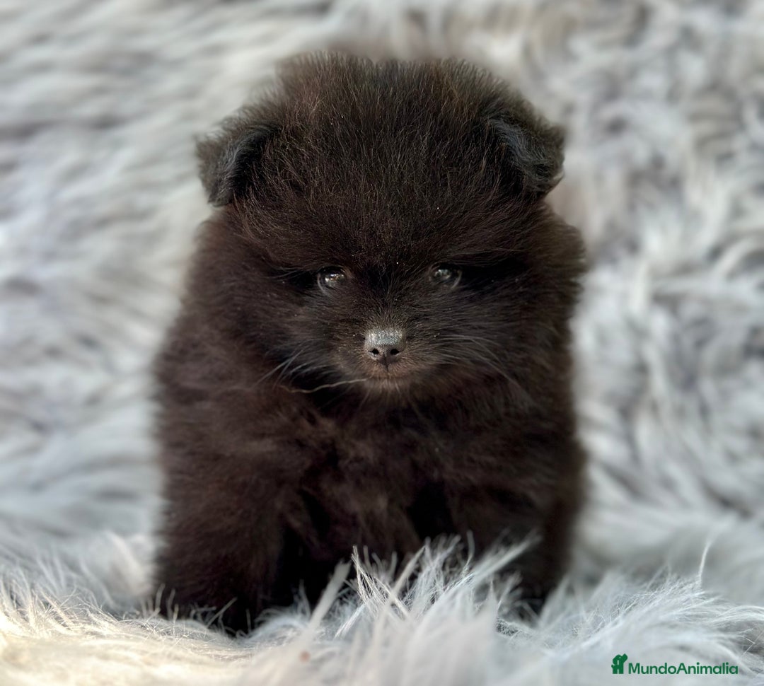 Pomerania perros en venta: POMERANIA LULU TOY - Imagen 4