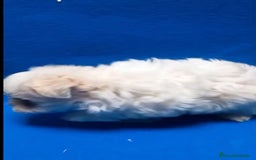Bichón Maltés perros en venta: Bichon maltés toy - Imagen 3