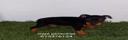 Pinscher Miniatura perros en venta: Excelentes cachorros pinscher en miniatura  - Anuncio 2