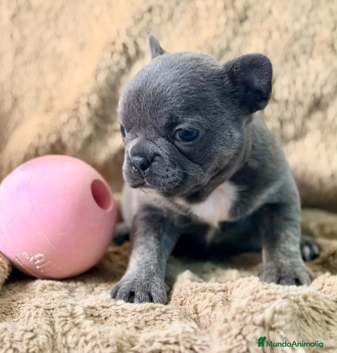 Bulldog Francés perros en venta: Bulldog frances blue hembra - Anuncio 9
