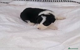 Border Collie perros en venta: Border collie  - Imagen 9
