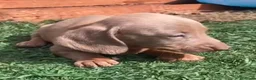 Teckel Miniatura perros en venta: Teckel  - Anuncio 3
