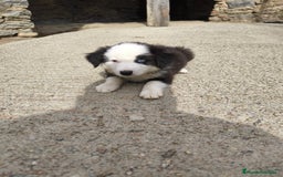 Border Collie perros en venta: Cachorros border collie blanco y negro  - Imagen 3