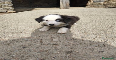 Border Collie perros - Propaganda 13