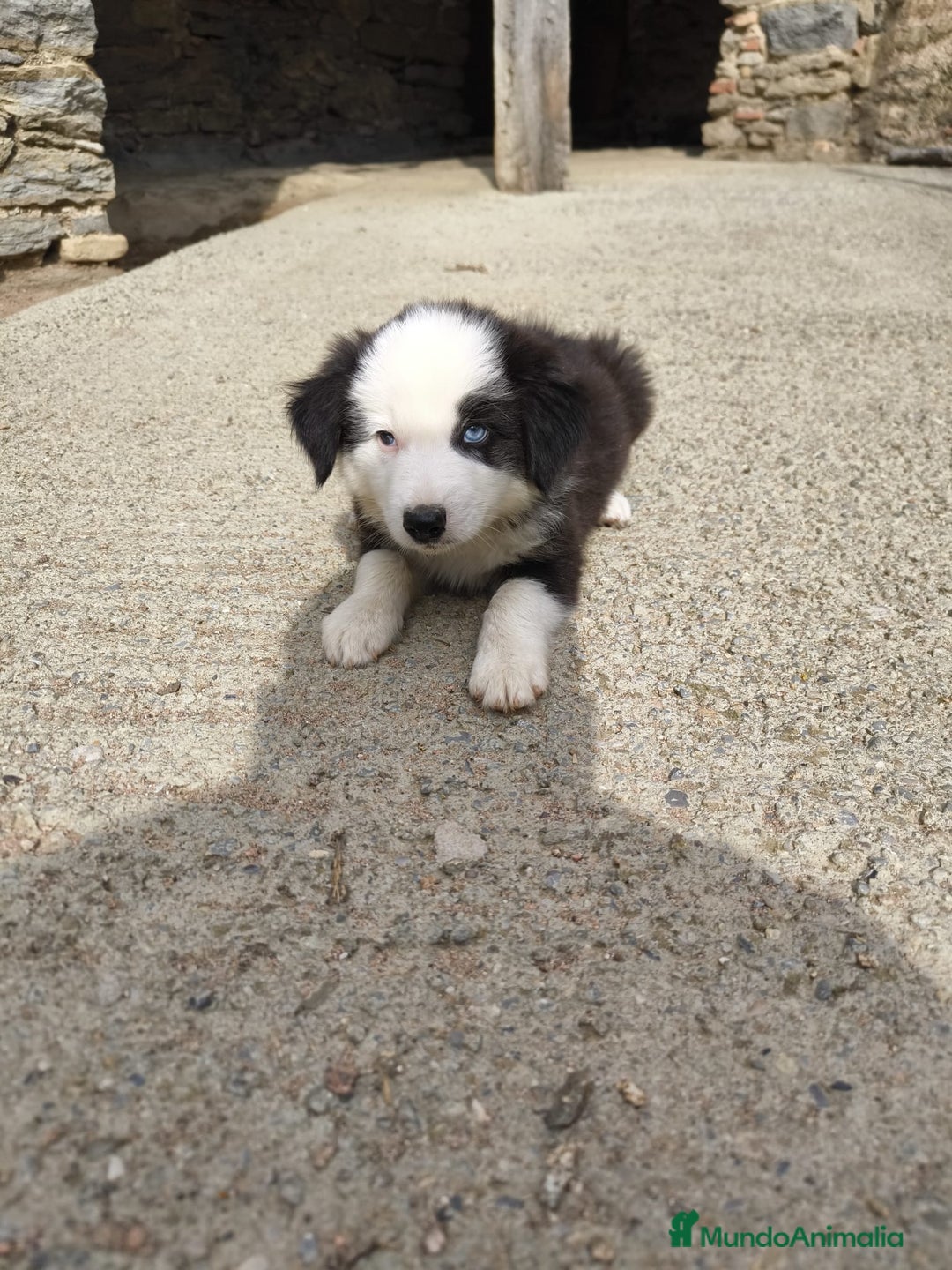 Border Collie perros en venta: Cachorros border collie blanco y negro  - Imagen 3